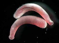 /album/galeria-de-fotos-aplacophora/aplacophora-2-jpg/